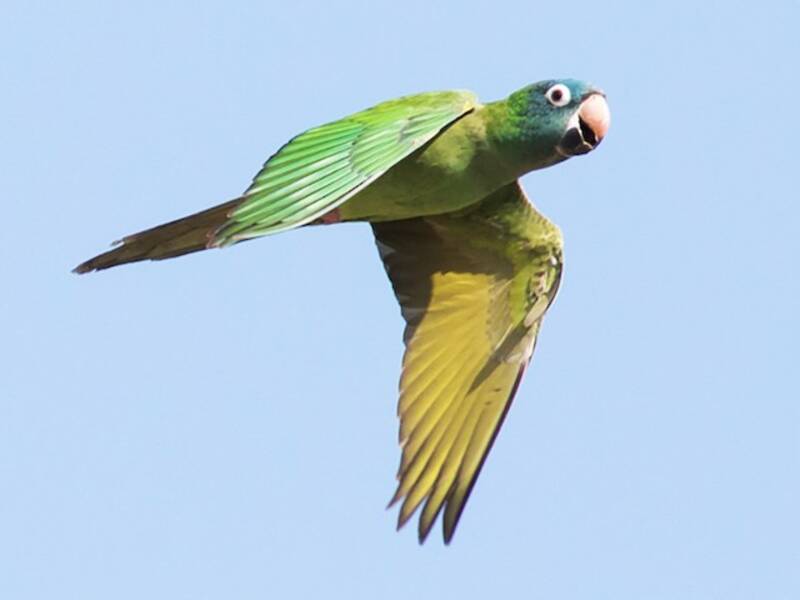 Perico Cabeciazul, Fotos 2