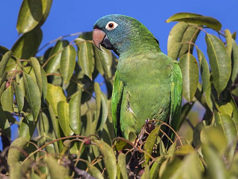 Perico Cabeciazul, Fotos 4