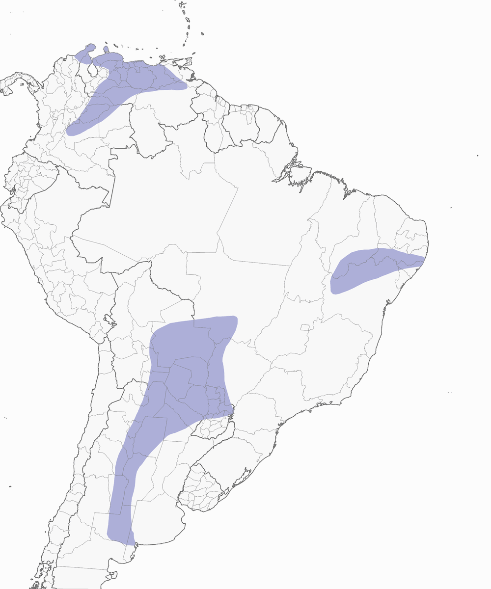 Perico Cabeciazul, Distribución 1