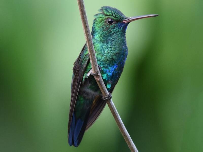 Blue-chinned Sapphire, 照片 2