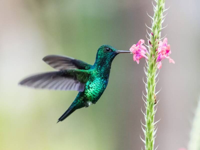 Blue-chinned Sapphire, 照片 3