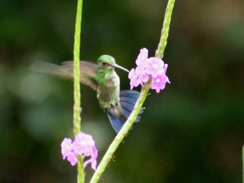 Blue-chinned Sapphire, 照片 4