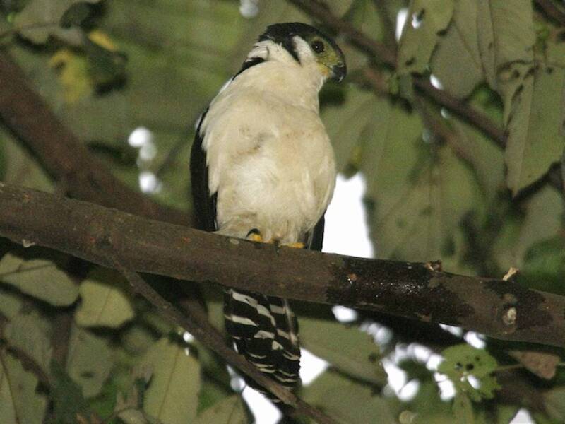 Buckley's Forest-Falcon, 照片 3