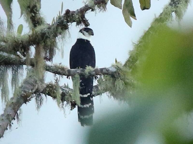 Buckley's Forest-Falcon, 照片 4