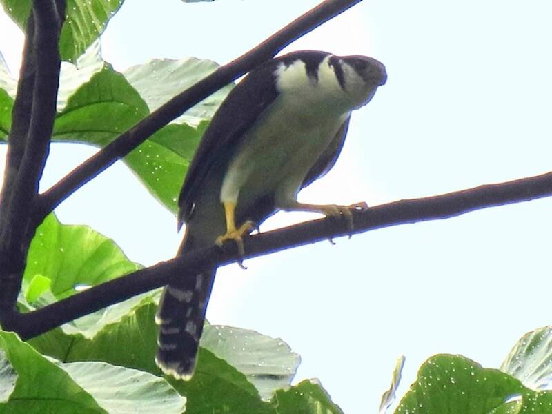 Buckley's Forest-Falcon, 照片 2