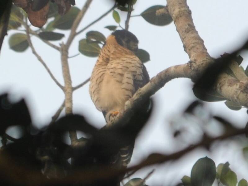 Buckley's Forest-Falcon