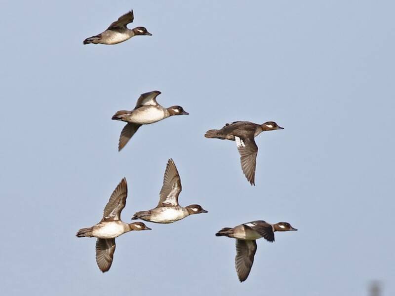 Bufflehead