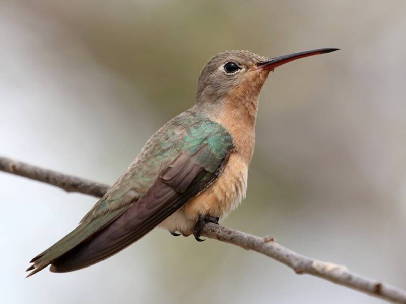 Colibri trompeur