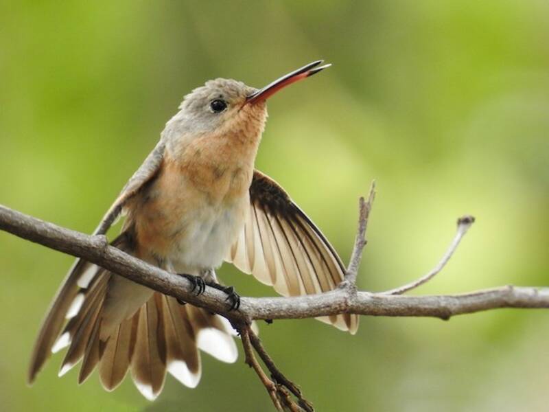 Buffy Hummingbird, Photos 3