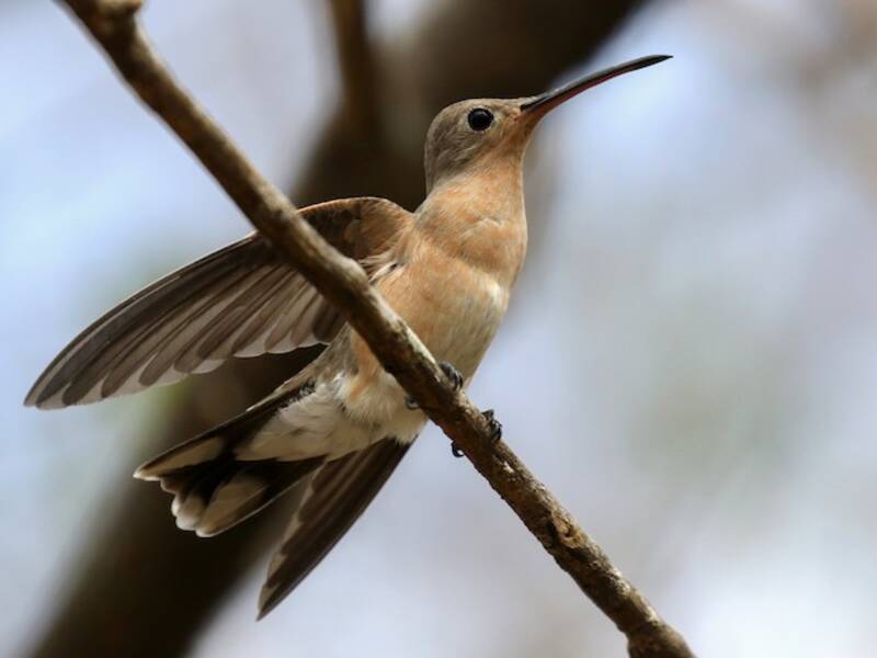 Buffy Hummingbird, Photos 2