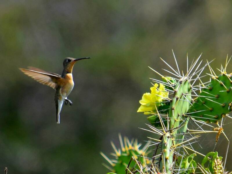 Buffy Hummingbird, Photos 4