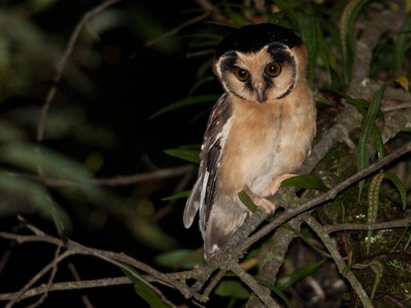 Buff-fronted Owl, 照片 2