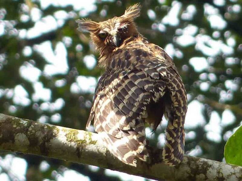 Buffy Fish-Owl, Photos 4