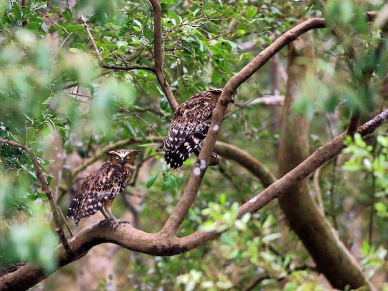 Buffy Fish-Owl, Photos 2