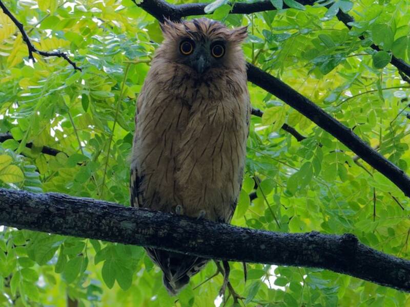 Buffy Fish-Owl, Photos 3