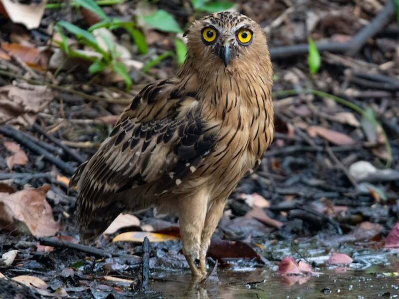 Buffy Fish-Owl, Photos 1