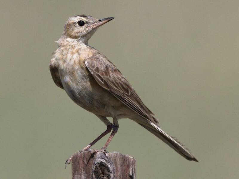Pipit isabelle