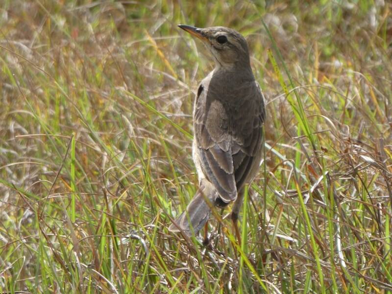 Bisbita del Vaal, Fotos 3