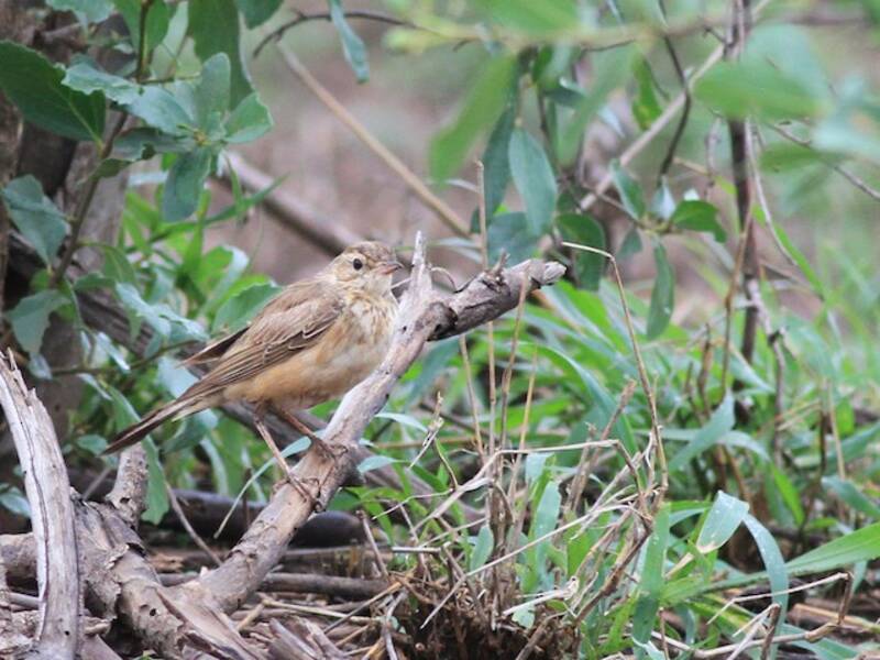 Bisbita del Vaal, Fotos 4