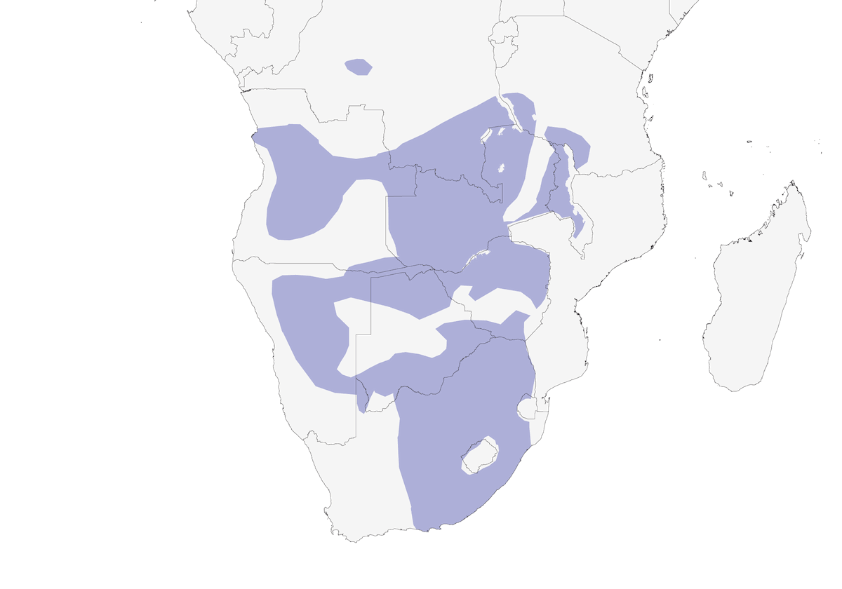 Bisbita del Vaal, Distribución 1