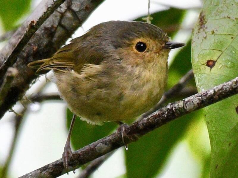 Buff-faced Scrubwren