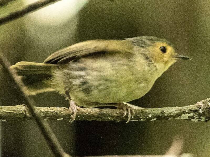 Buff-faced Scrubwren, Photos 3