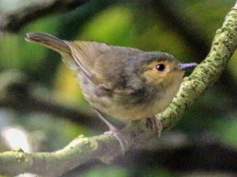 Buff-faced Scrubwren, Photos 2