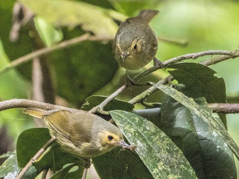 Buff-faced Scrubwren, Photos 4