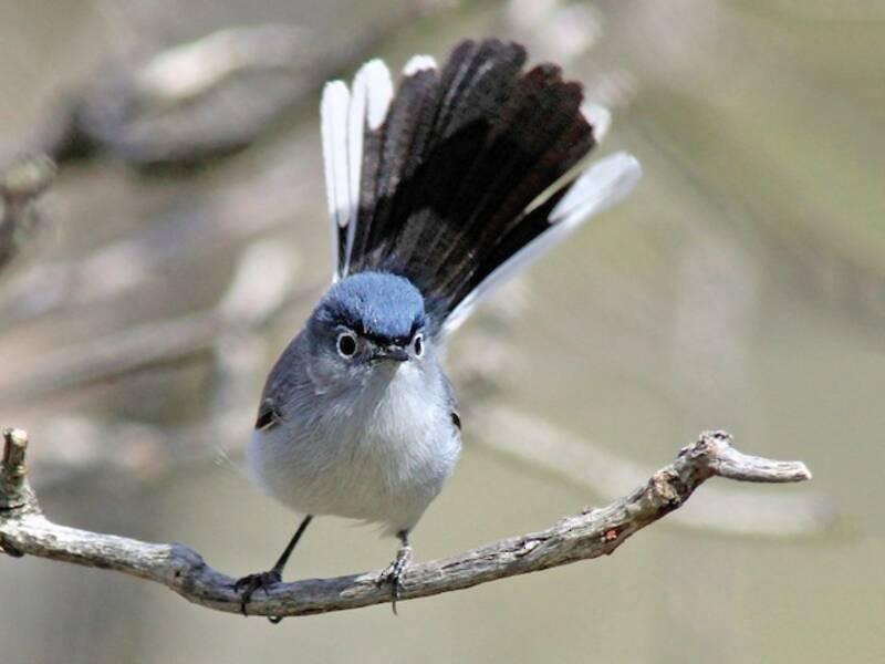 Blue-gray Gnatcatcher, 照片 3