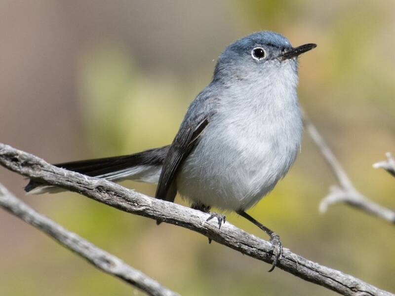 Blue-gray Gnatcatcher, 照片 2