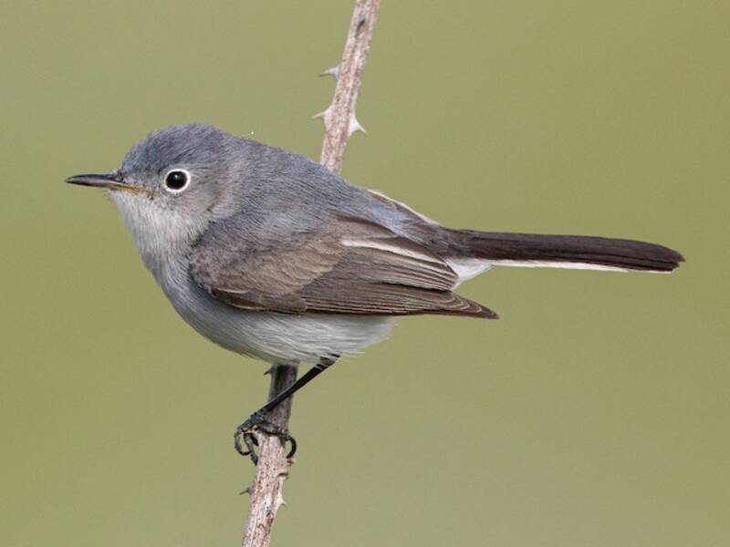 Mosquitero Azulgris