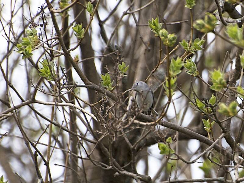 Blue-gray Gnatcatcher, 照片 4