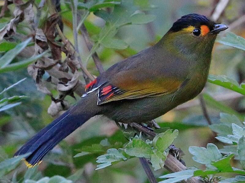 Liocichla di Bugun, Foto 2