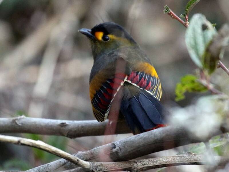 Liocichla di Bugun, Foto 3