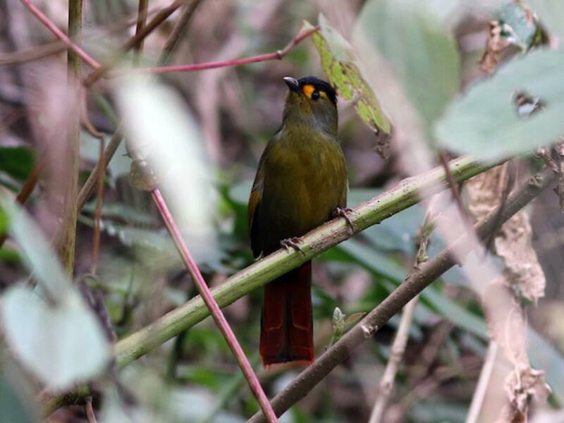 Liocichla di Bugun, Foto 4