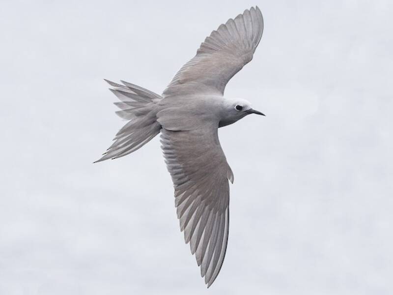 Blue-gray Noddy, 照片 3