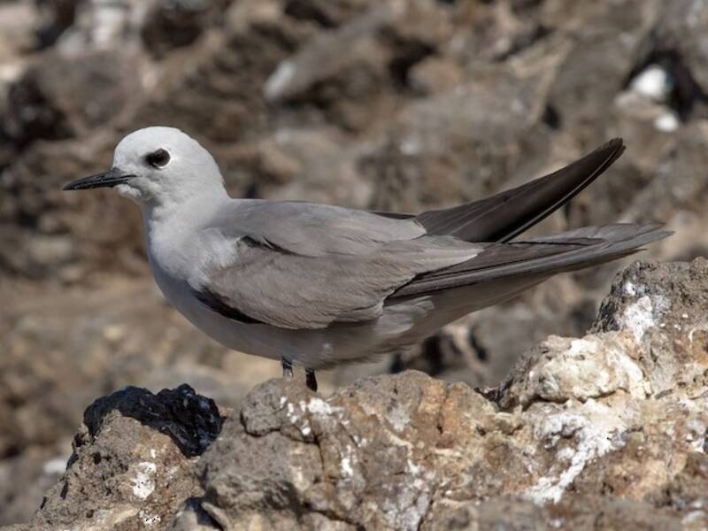Blue-gray Noddy - Anous ceruleus