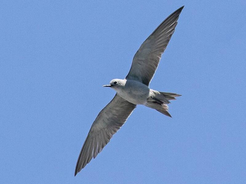 Blue-gray Noddy, 照片 2
