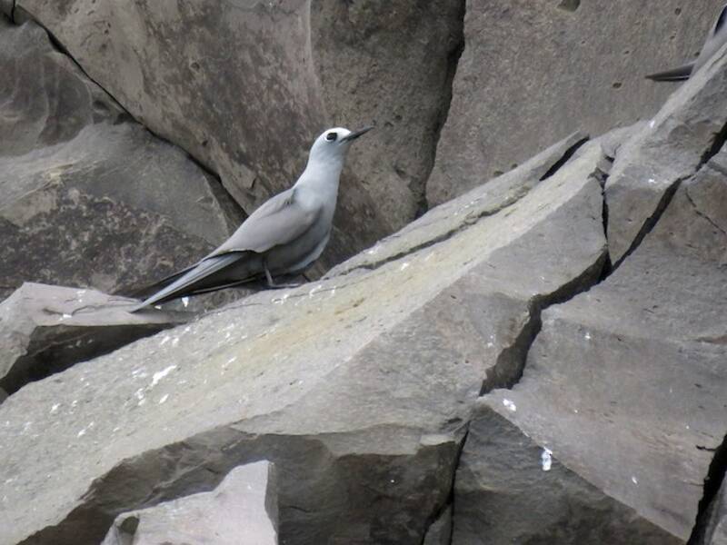 Blue-gray Noddy, 照片 4