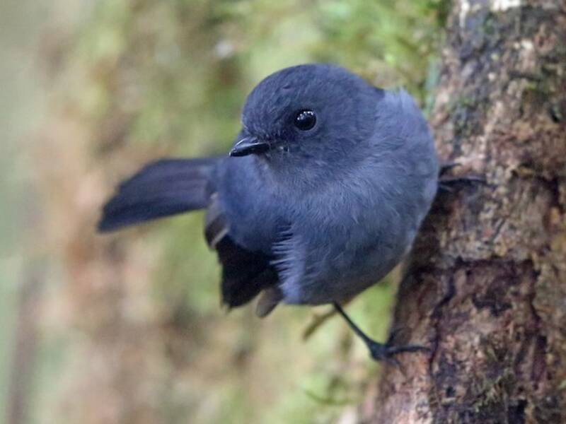 Polioptila grigio-azzurra, Foto 2