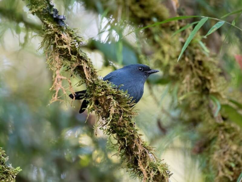 Polioptila grigio-azzurra, Foto 4