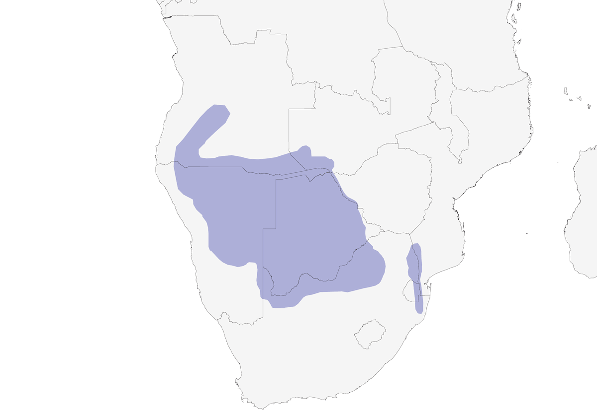 Storno di Burchell, Distribuzione 1