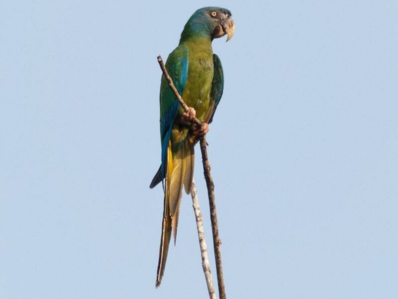 Blue-headed Macaw, Photos 3