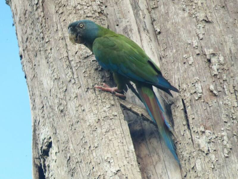 Blue-headed Macaw, Photos 4