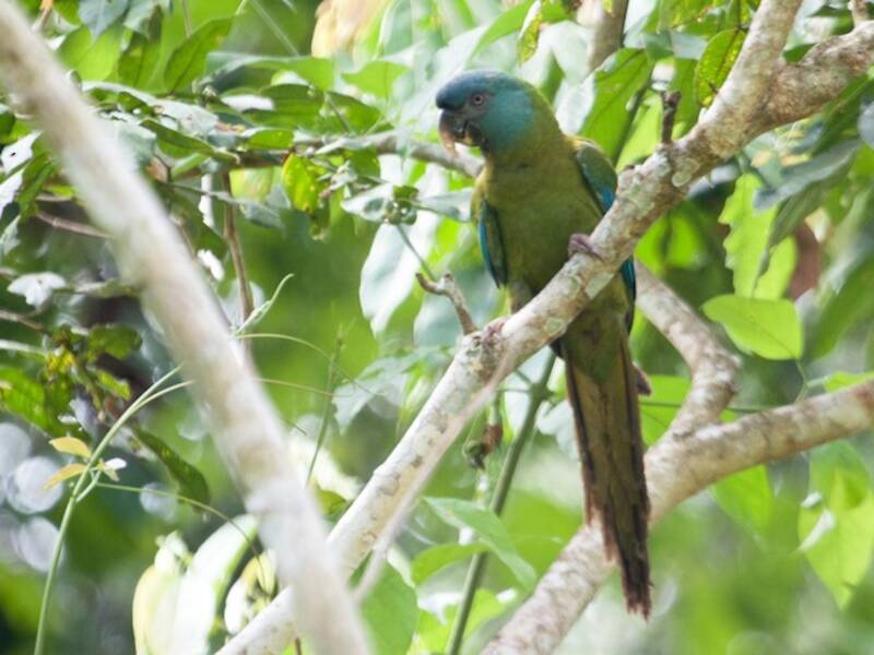Blue-headed Macaw, Photos 2