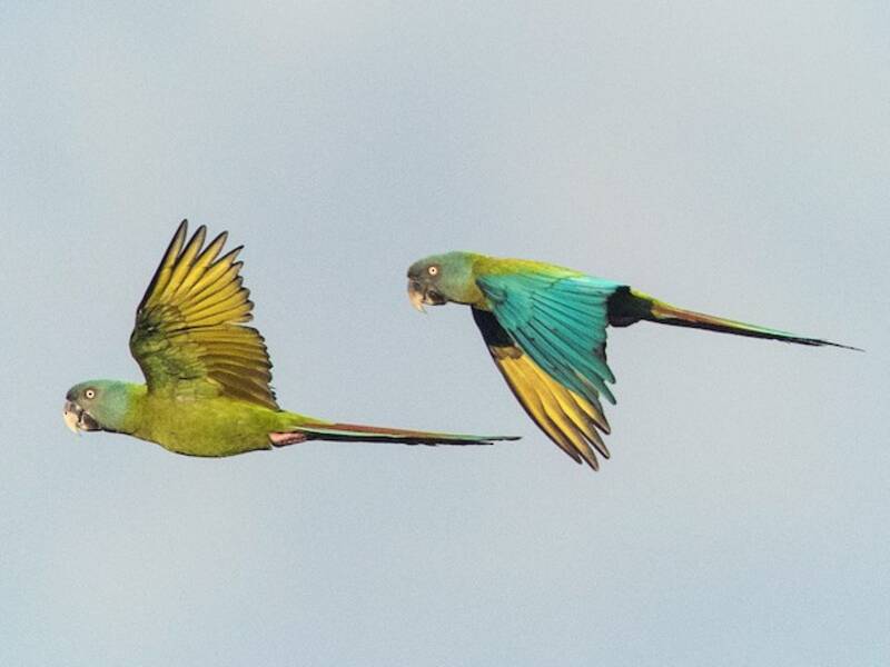 Blue-headed Macaw