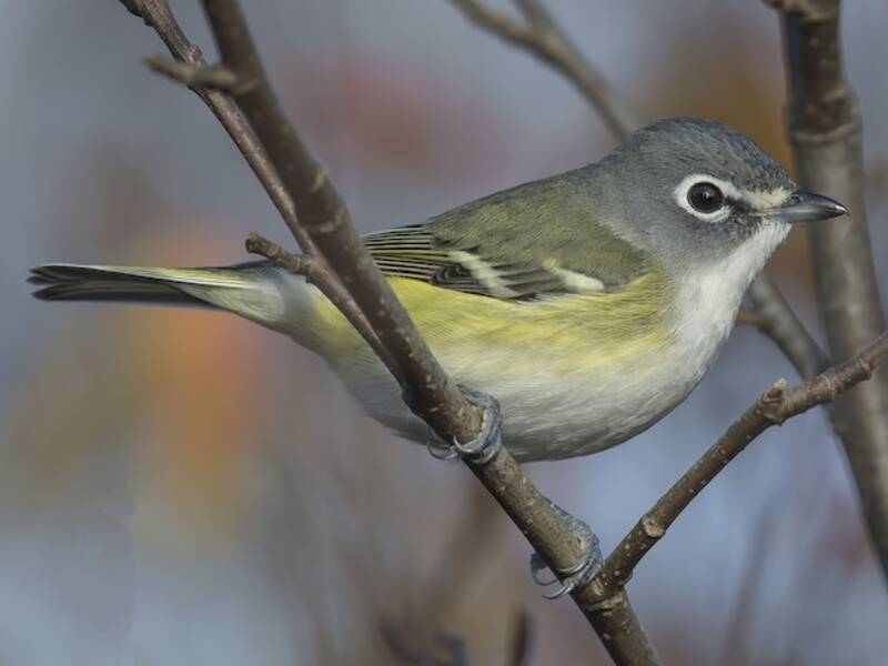 Blue-headed Vireo, 照片 3