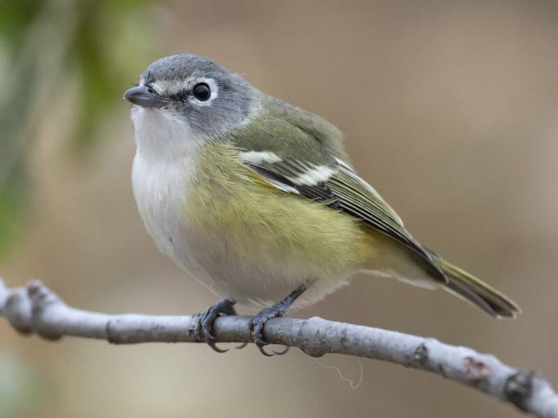 Blue-headed Vireo (Vireo solitarius)