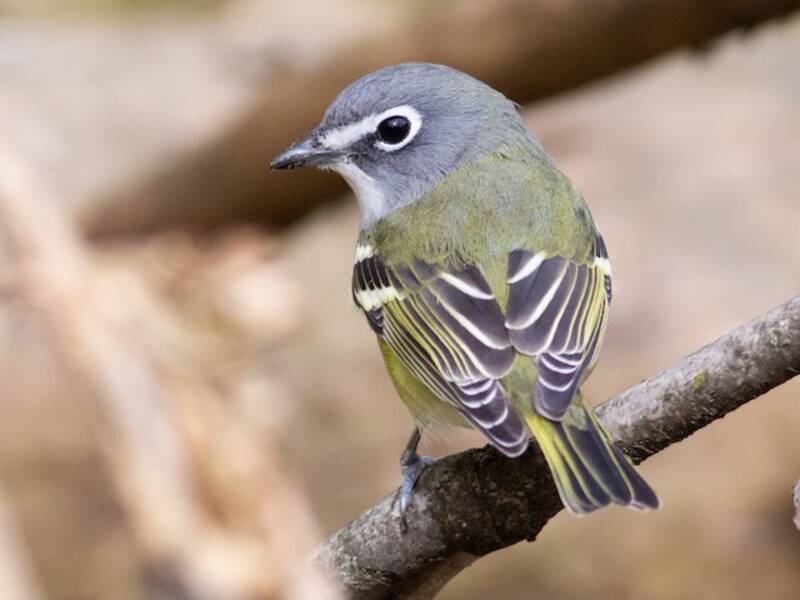 Blue-headed Vireo, 照片 2