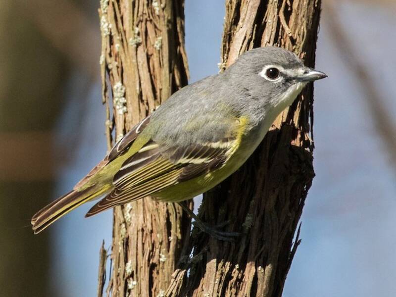 Blue-headed Vireo, 照片 4